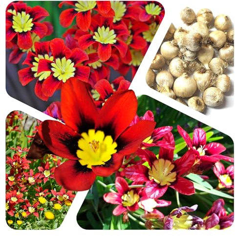 50 Stück Sparaxis Mix Blumenzwiebeln Gr.5/7 - mehrjährig- SAISONWARE - NUR KURZE ZEIT ERHÄLTLICH