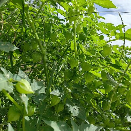 150 pcs physalis pflanze samen säulenobst balkon deko exotische pflanzen winterhart kletterpflanzen winterhart säulenobstbäume zimmerpflanze zwergobstbäume winterharte kübelpflanzen