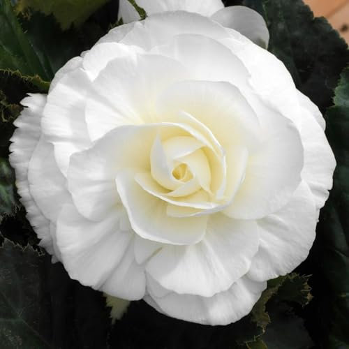 Carbeth Plants - 20 x Begonia Double White Summer Tubers - Large Headed Long Flowering Season Perennial Bulb Corms - Low Maintenance Pollinator Friendly - Grow in Beds, Borders and Patio Pots