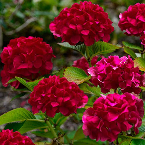 Hydrangea paniculata Wims Red Compact Deciduous Potted Shrub Garden Plant (15-30cm Incl. Pot)