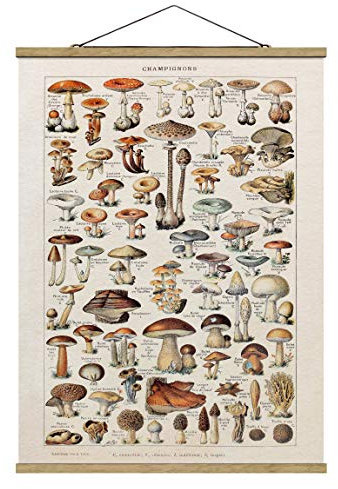 Stoffbild Posterleisten Vintage Lehrtafel Pilze Hochformat 4:3 46.5x35cm Eiche