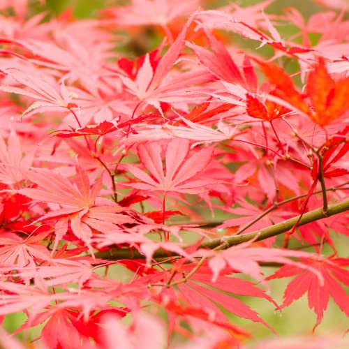 Acer palmatum Sumi Nagashi - Japanese Maple Tree | Large Outdoor Garden Ready Plant in Pot (80-100cm Incl. Pot)