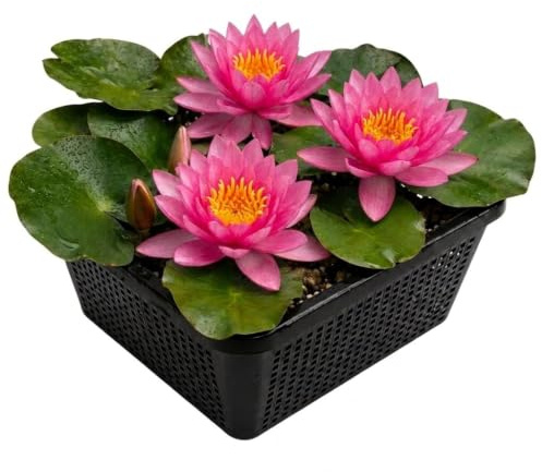 vdvelde.com - Nenúfar rosa, Nymphaea Pink Opal, lirio de agua resistente | Kit completo con cesta, sustrato y abono, siembra de 10 a 100 cm, florece de mayo a septiembre