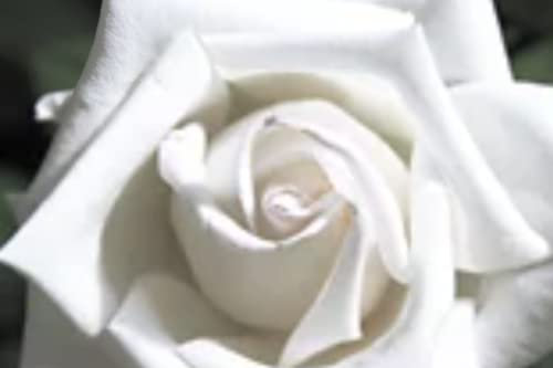 Verdecora Rosal Grandiflora Blanco - Planta Natural con Flor - Rosa Perfumada de plantación (Blanca Pau Casals)