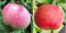 Familienbaum-Duo Apfel Aport Almaata + Kirgisische Aport, Zwei Sorten Apfelbaum ca.180 cm.