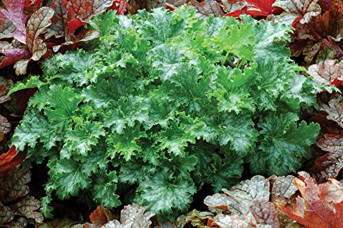 3 x Heuchera Hybride 'Apple Crisp' im 1 Liter Topf (Staude/Winterhart/Bodendecker/Mehrjährig/Immergrün) Purpurglöckchen - Saftig grün, elegant gewellt, immer ein Blickfang - von Stauden Gänge