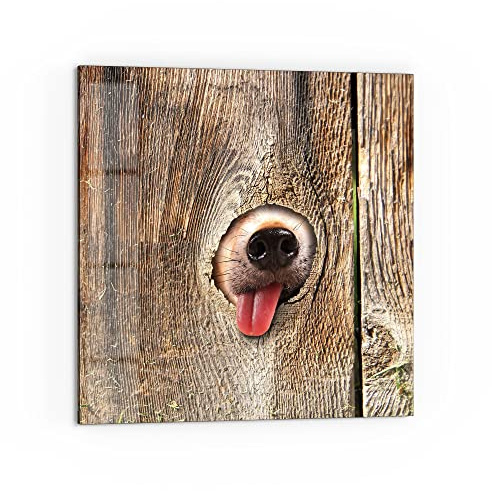DEQORI Küchenrückwand Glas | Motiv Neugierige Hundeschnauze | 60x60 cm | Bad- oder Herd-Rückwand | Herdblende Spritzschutz für Küche & Badezimmer | moderne Deko für Fliesenspiegel