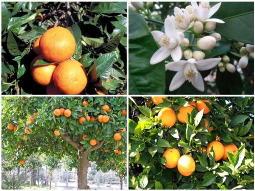 Freddo-resistente Arancio Amaro/marmellata di arance Albero (Citrus aurantium) - 25 semi