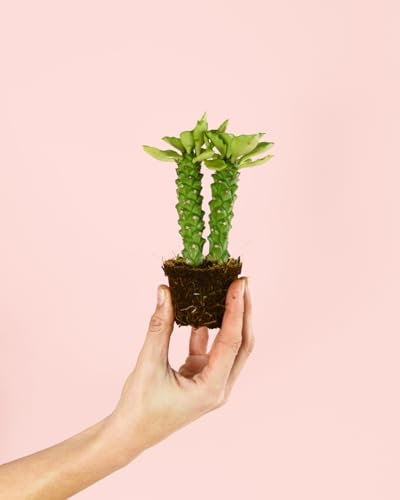Euphorbia Monadenium | Mini Plantas Naturales Interior | Pur Plant