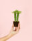Euphorbia Monadenium | Mini Plantas Naturales Interior | Pur Plant
