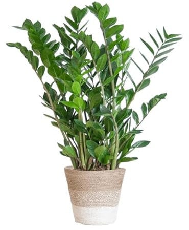 Zamioculcas Zamiifolia - Glücksfeder - Zimmerpflanze 80cm - Ø21cm + Korb Lissabon Weiß