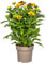 Rudbeckia Summerina – Diámetro 19 cm – Altura 45 – 60 cm – Sombrero de sol colorido perenne con flores de color amarillo anaranjado – Resistente al invierno – Planta de jardín amante del sol