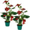 Bloomique - 2er Set - Anthurium Andreanum - Rot - Flamingoblume - Blühende Zimmerpflanzen - Pflegeleicht - Höhe 40-50 cm - Topf 14 cm