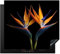 KitchenYeah© Herdabdeckplatte Einteilig Induktionsmatte Küche Abdeckung Ceranfeld Herd Abdeckplatte Deko Vinyl Matte Aufrollbar Pflanzen - Blau - Blumen - Paradiesvogelblume - Schwarz - 57x51 cm