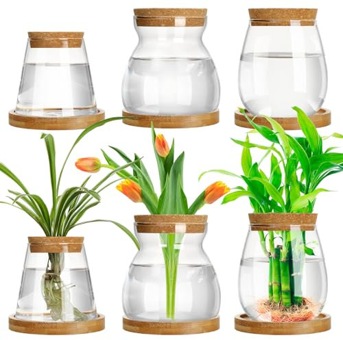 Beeveer 6 Stück Pflanzen Anzuchtstation Getrennt Desktop Pflanze Terrarium mit Holzdeckel und Ständer, 3 Größen Glas Pflanzgefäß Vermehrungsgefäße Anzuchtvasen für Innen Zuhause (Neuartiger Stil)
