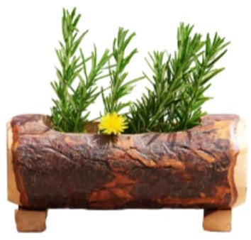 Vaso in Corteccia, Fioriera Vero Legno con Corteccia, Multi Uso, Dimensioni: 12 x25, Perfetto per giardini, balconi e terrazzi