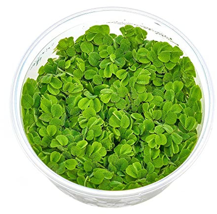 Salvinia auriculata Kleiner Büschelfarn Rundblättriger Schwimmfarn - in vitro 8,5cm Bechergröße - in vitro Wasserpflanzen für Aquarien