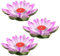 DOITOOL 3st Seerosenkerze Lotus Laterne Licht Schwimmende Blumenlampe Schwimmende Poolbeleuchtung Weiß Schwimmendes Licht Für Das Gebetsfest Romantisch Rotieren Violett