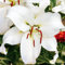 Lilienzwiebeln Baumlilie Riesenlilien Lilium Zwiebeln Onion Knollen Winterhart Frische mehrjährig duftenden Prachtblüten Hochgewachsene Lilie (Zambesi XL)