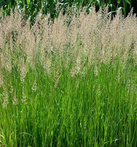 Fasanenschwanzgras - Anemanthele lessoniana - lebende Gartenpflanze aus den Baumschulen