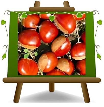 EURO PLANTS VIVAI Edelkastanie Kastanienbaum (Euro-Japanische Sorte) Castel del Rio – Höhe 100–120 cm – 2 Jahre alt – Topf 15 cm – Italienische Baumschule