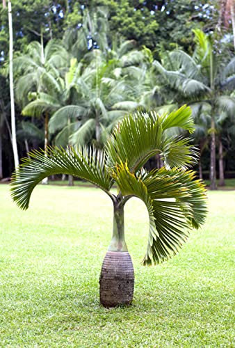 10 Samen Flaschenpalme Hyophorbe lagenicaulis Zimmerpflanze Zierpflanze Palmen Samen
