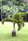 10 Samen Flaschenpalme Hyophorbe lagenicaulis Zimmerpflanze Zierpflanze Palmen Samen