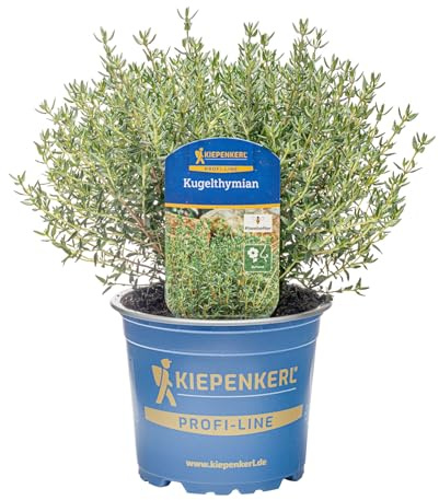 Kiepenkerl Kugelthymian Pflanze Thymus vulgaris intensives Aroma winterhart 12cm Topf