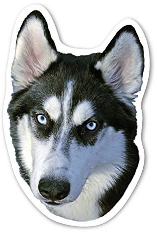 Magnet America Sibirischer Husky-Magnet ist 12,7 x 8,3 cm groß und für Fahrzeuge und Kühlschränke geeignet