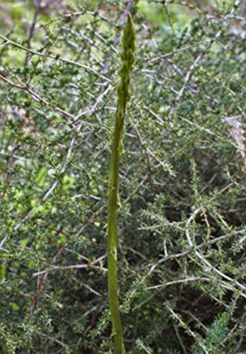 Portal Cool 100 Semi Asparagi Selvatici