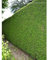 Thuja plicata Martin 160-180 cm. 15 Pflanzen. Thujahecke - Sichtschutz Hecke