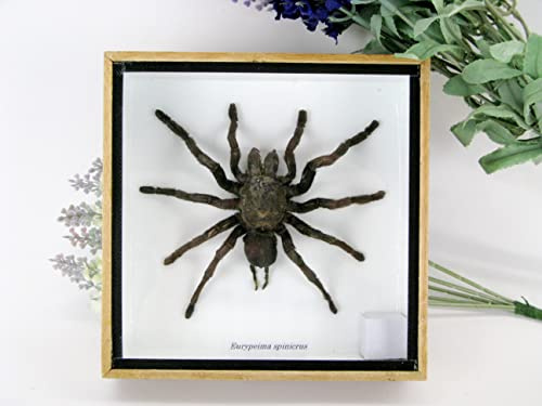 asiahouse24 Echte präparierte und riesige Vogelspinne im Schaukasten aus Holz hinter Glas (Eurypeima spinicrus) vogelspinne echt