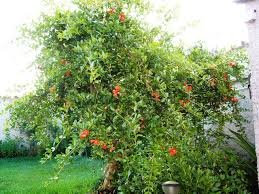 pianta piante albero astone di melograno da fiore in vaso