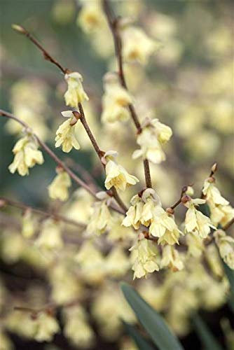 Niedrige Scheinhasel Corylopsis pauciflora Gartenpflanze im Topf gewachsen ca. 40-60cm
