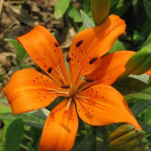 A Package 50 Pieces Lily Seeds Orange Red Lilium Brownii Balcony Bonsai Plant Flower Seeds Lily Flower Seeds