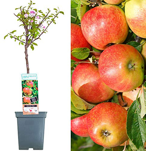 Patio Fruit Tree Collection | Various Premium Grade Fruits | Ideal for Small Gardens & Borders | Apple, Cherry, Plum, Nectarine, Peach & Pear Trees | 2-3ft ('Elstar' Apple Tree)