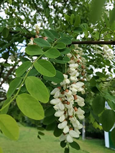 25 Samen Falsche Akazie (Robinia Pseudoacacia)