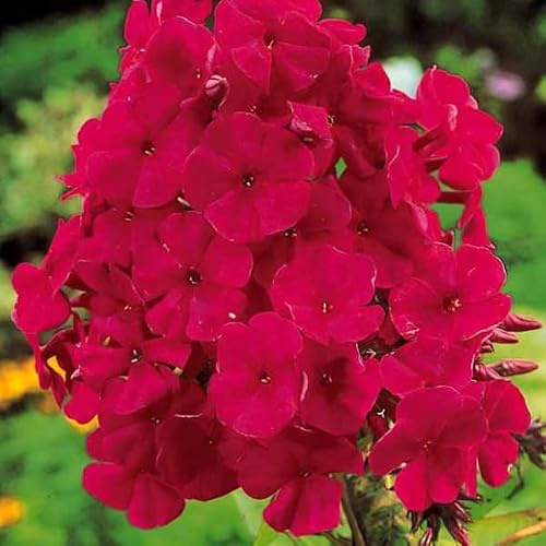 12 unidades o 1 m² Phlox Paniculata 'Tenor' - Phlox Paniculata 'Tenor' Maceta 9x9 cm