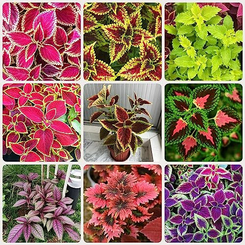 30 Pcs Buntnessel Samen (Coleus Canina) Blumensamen, Garten Buntnessel Samen Mischung Blumensamen Balkon, Bodendecker Pflanzen Winterhart Blumen Für Balkon, Bio Saatgut Bienenfreundliche