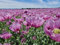 Echter Schlafmohn Samen, 1500 Samen, lila Mohnblumen Saatgut lat. Papaver Somniferum, große lila Blüten mit langer Blühdauer für Insekten (5.000 Samen)