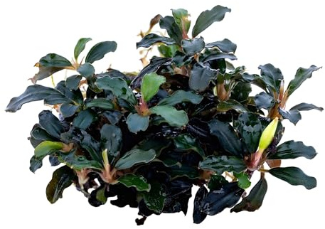 NatureHolic Bucephalandra Green Spine Mini - Aufsitzerpflanze fürs Aquarium | Polster ca. 5cm - Ideal für Vordergrund und Mittelgrund - Pflegeleichte Deko für Aquascaping