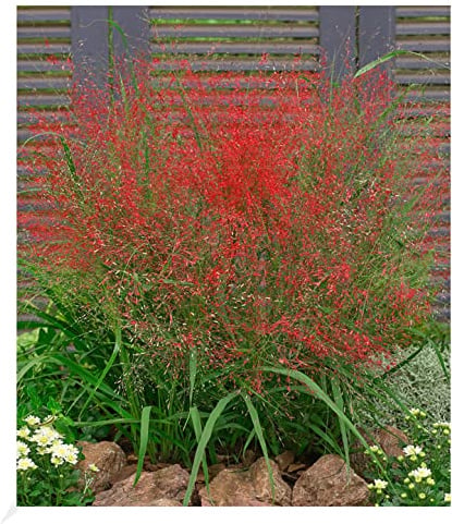 BALDUR Garten 9x Rotes Liebesgras, Pflanzen im 9x9 cm-Topf | Purpur Liebesgras, Eragrostis spectabilis, Garten-Ziergräser, winterharte & mehrjährige Stauden, Wasserbedarf gering, blühend