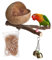 HAMIL Kokosnuss-Vogelnest, natürliches Vogelversteck aus Kokosnussschale, Vogelversteck und Sittichnest, Vogelhaus, Bett, Sittich-Nistkasten für Liebesvögel, Sittiche, Finken, Wellensittiche