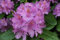 1st. Rhododendron ‘Catawbiense Grandiflorum’ 30-40cm im großen Topf