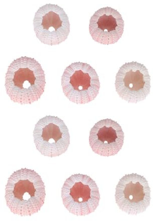 Homoyoyo Seeigel-Set Zum Basteln: 10 Stück Natürliche Seeigelschale 1. 9-2. 7 6 Cm Große Seeigelschalen Für Luftpflanzen Topf Für Strandhochzeiten Nautisches Dekor
