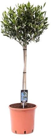 Olivo Olea - 90-100cm - Ø22cm - Pianta da giardino