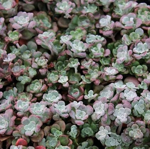 6x Orpin 'Purpureum - Sedum spathulifolium ‘Purpureum’ - Godet 9x9cm