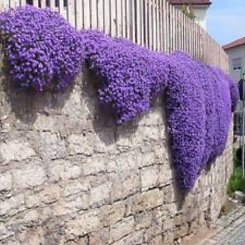 Portal Cool 50+ Aubrieta Königs Violett, nsamen, Staude, rehsicher!