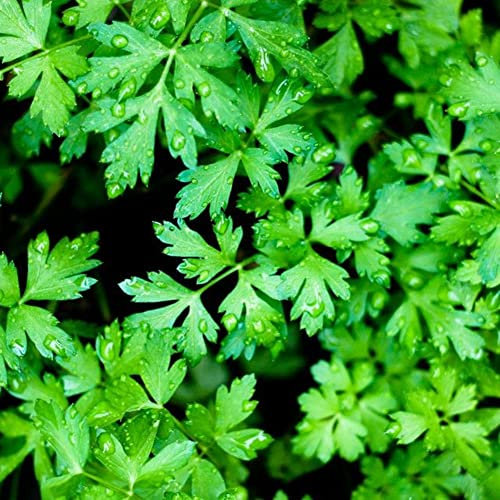 Haloppe 500 piezas de semillas de perejil para plantar en el jardín del hogar, semillas de perejil vegetales en el jardín del hogar planta de patio de granja Semillas
