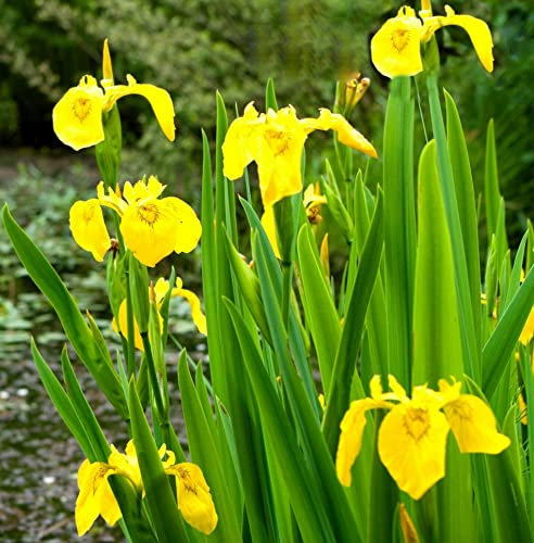 Vsorce4u 10 x Seeds - Yellow Flag Iris Seeds - Iris Pseudacorus - Water Iris - Pond Wildflower Seeds Seed for Balcony Planting Garden Yard